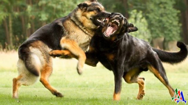 Собаки все решили. А хозяевам пришлось действовать по их плану