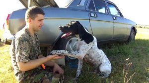 Охота Английский пойнтер работа собак