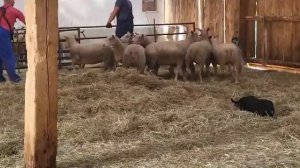 Как работает пастушья собака? Супер умелые собаки! Овцеводство! Элитные овцы скоро в России!