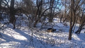 Норная охота с ягдтерьерами! Добыт шакал, лиса.