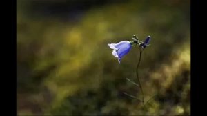 Антон Висков - Подруга дней моих суровых| ДО МСХ