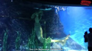 Melbourne Aquarium Sea Life