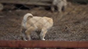 СОБИРАЕМСЯ НА ЮБИЛЕЙ! ТАКОЙ ПОДАРОК ХОЧЕТСЯ САМОМУ _ ПОЙМАЛИ КОТА (720p).mp4