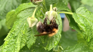 Пчелы и осы собирают нектар с малины после дождя.
