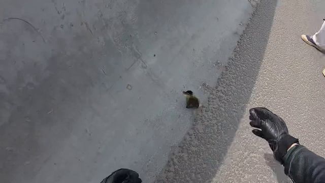 Спасение утки и маленьких утят на МКАД смотреть онлайн