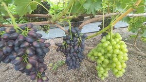 Виноград / Урожай 2022