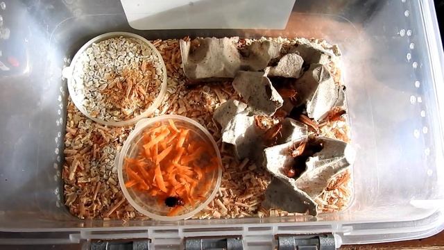 Туркменские тараканы, содержание и кормление. смотреть онлайн