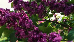 Сирень "Огни Донбасса". Махровая, пурпурная (маджентовая). Лучшие сорта сирени