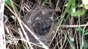 Гнездо. Птицы кормят птенцов, Grey Warbler, Серая славка