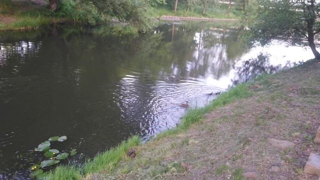 Утка и утята река Свислочь Минск 2023. Дикая утка. Кряква. Семейство утиных Anatidae. Anseriformes. смотреть онлайн