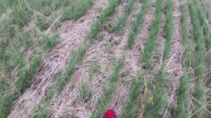 ПШЕНИЦА + ДОННИК. Бинарный посев. Прямой посев