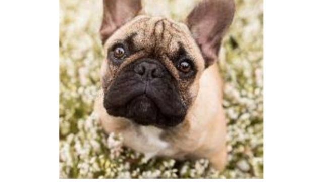 Породистые собаки#популярные породы собак#чихуавдоме#Шпиц#recommendations#Бульдог#youtubetrending смотреть онлайн