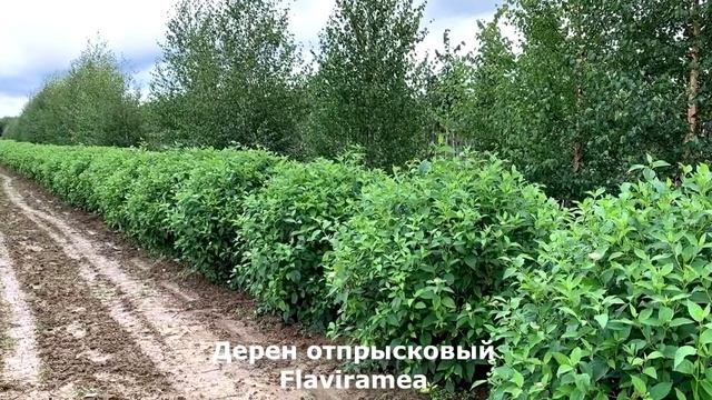 Особенные Хвойные и Лиственные кустарники из Питомника Вашутино