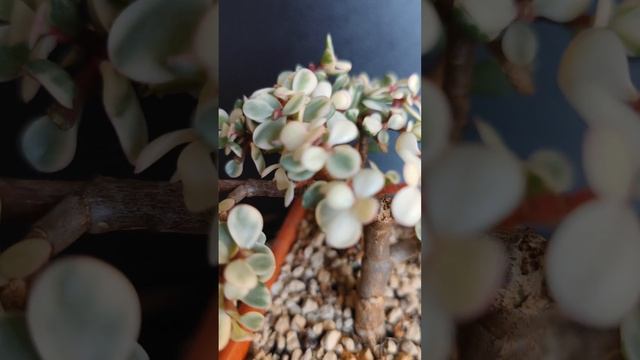 Variegated Portulacaria afra  - Getting a trim ✂️?#bonsai