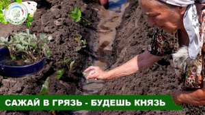 Как высадить рассаду клубники в грунт. Пикировка сеянцев клубники.
