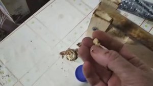 Что получится, если засунуть 5 грецких орехов в шкорлупе на 1,5 мин в микроволновку