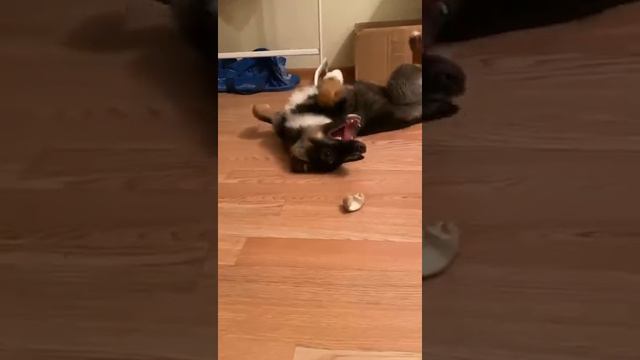 VID Лесси ищет дом.Уфа смотреть онлайн