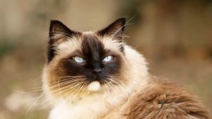 Топ 5 самых ласковых кошек