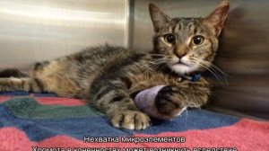 Кошка хромает на переднюю лапу без видимых повреждений