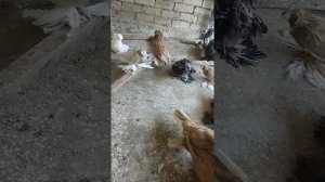 Бухарские голуби Горишнего Олега