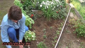 Аквилегия: выращивание и уход