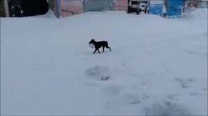 Как прокачать мышцы доберману))