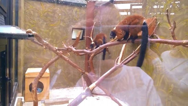 зверюшки в павильоне птиц