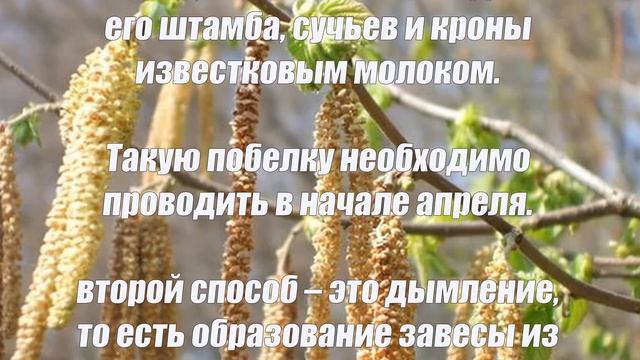 Весенние заморозки как бороться