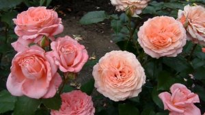 Обработка роз от трипсов .