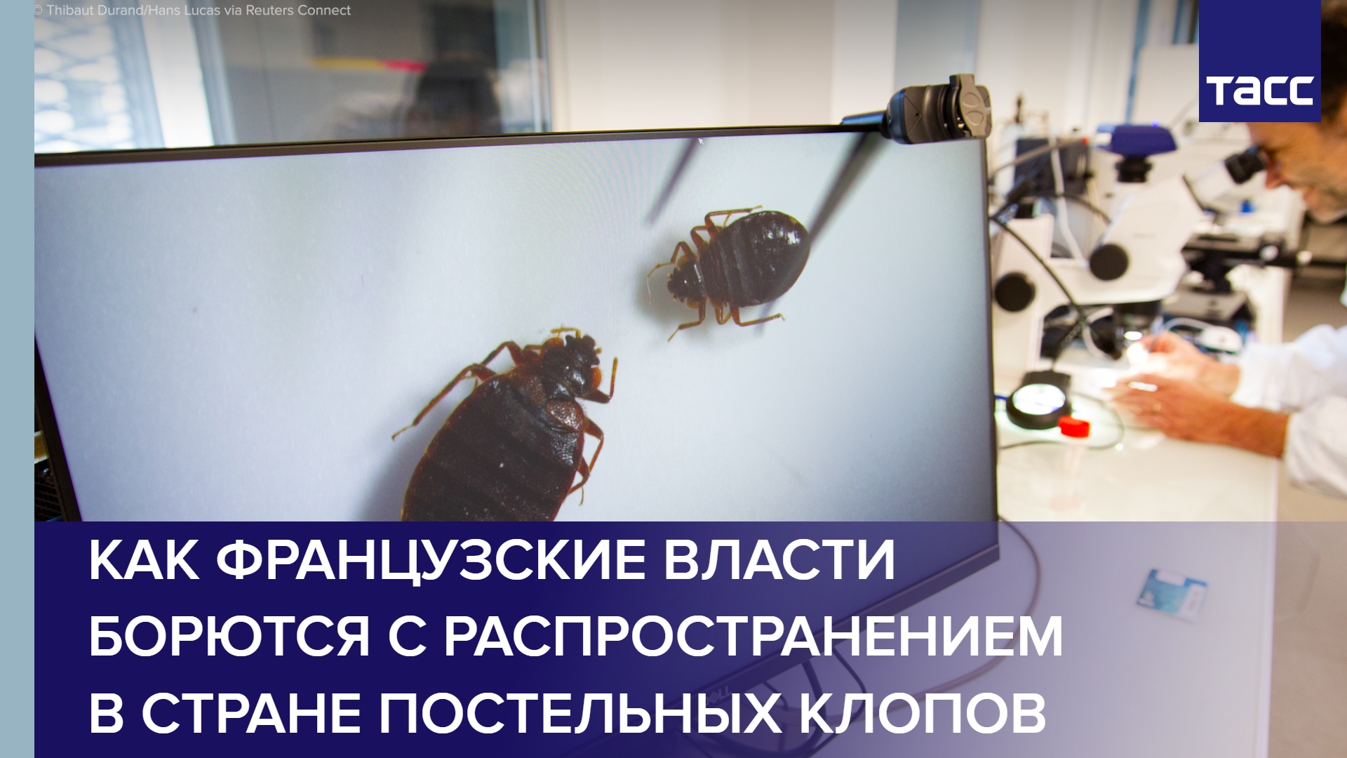 Как французские власти борются с распространением в стране постельных клопов