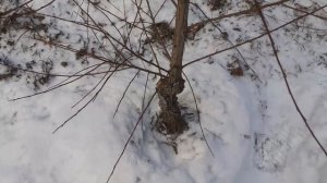Ива гном. Небольшой обзор.
