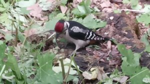 Woodpecker, forest adventure,Дятел ,лесные приключения