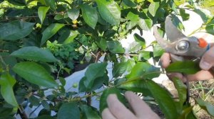 Обрезка вишни в июне