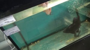 РУЧНАЯ ЗОЛОТАЯ РЫБКА! Как я кормлю с руки Золотую рыбку (Черная Комета). Эмоции переполняют!