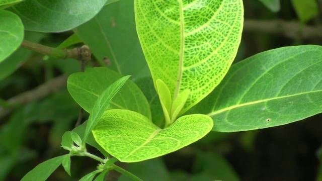 Pseuderanthemum Reticulatum