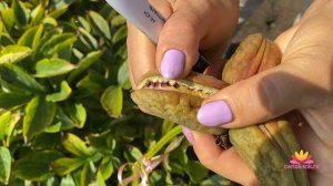 Выращивание пионов - от опыления до сбора семян / Сад Ворошиловой