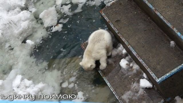 Веселые забавы двух медвежат белой медведицы Герды. смотреть онлайн