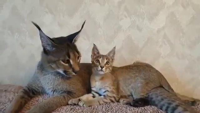 Всегда вместе! Каракет ф1 75% Джудит и каракет ф2 Настёна! смотреть онлайн