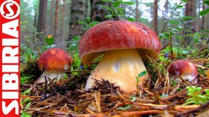 Тихая охота за белыми грибами