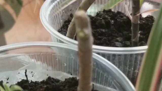 Комнатные цветы. Выращиваю пальму Драцену методом черенкования. Какие особенности. 2 месяца спустя. смотреть онлайн
