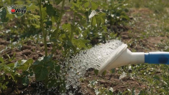 1 Капля И Томаты Завалят Вас Урожаем смотреть онлайн