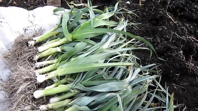 Лук ПОРЕЙ, уборка, урожай смотреть онлайн
