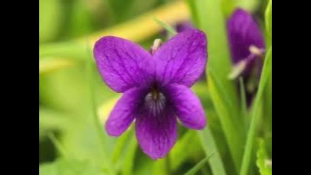 Chopin Mazurka op 67 no 4 Posthumous played by Rosemary смотреть онлайн