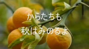 からたちの花 山田耕筰 Poncirus trifoliata flower Kosaku Yamada