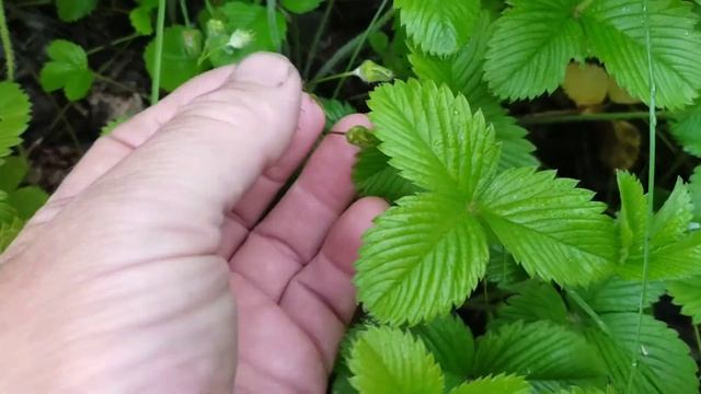 За дикой вишней смотреть онлайн