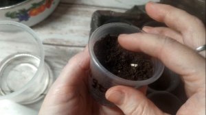 ? Цикламен из семян ? Всходы через МЕСЯЦ!