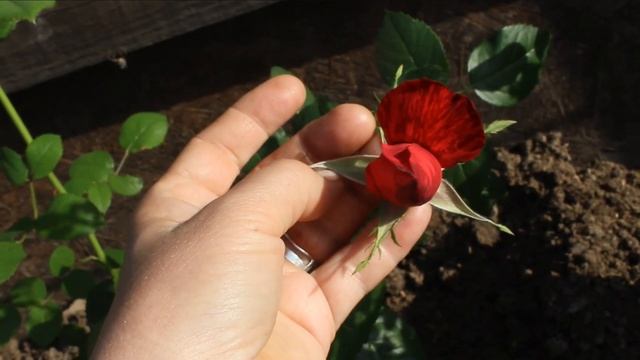 Роза Фёрст Леди. Пересорт? Кутепово - "Зелёные пакеты" счёт 0:1 смотреть онлайн