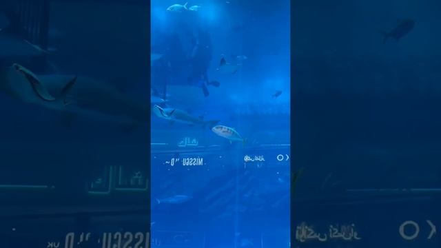 Dubai mall aquarium sharks in 2022. Аквариум с акулами в Дубай Молл