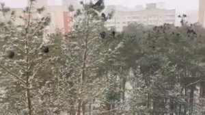 Где зимуют вороны?