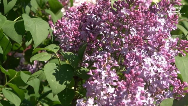 Это лучший отдых для души! Красиво цветет сирень, Ласковая нежная, Божественная музыка уносит вдаль смотреть онлайн